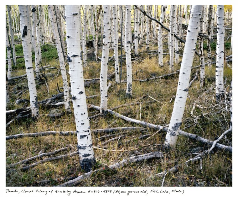Pando - najstarsze i najcięższe drzewo na świecie (fot. Rachel Sussman) Pando - najstarsze i najcięższe drzewo na świecie