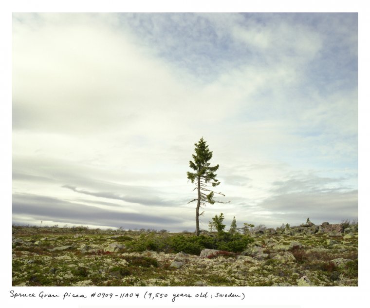 Old Tjikko na północy Szwecji (fot. Rachel Sussman) Old Tjikko na północy Szwecji