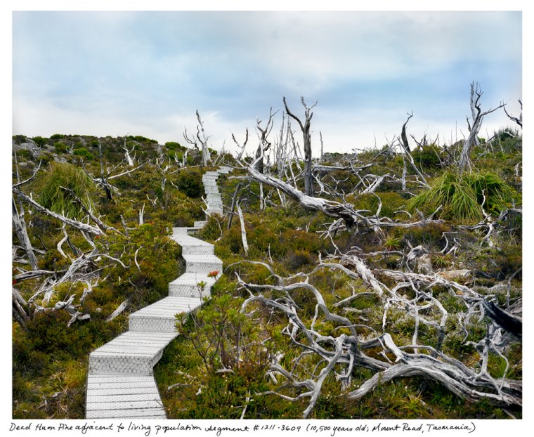 Tasmańska kolonia Huon Pine (fot. Rachel Sussman) Tasmańska kolonia Huon Pine