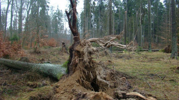 Wiatrołomy w pomorskich lasach