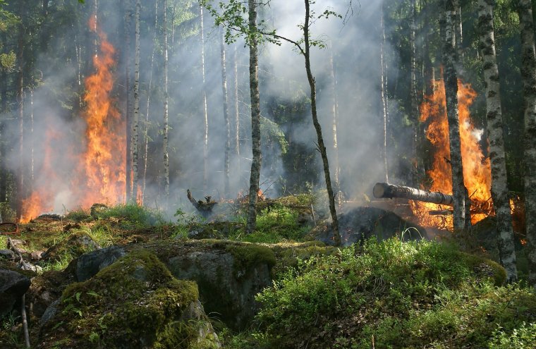 Celowe podpalenia lasów to plaga