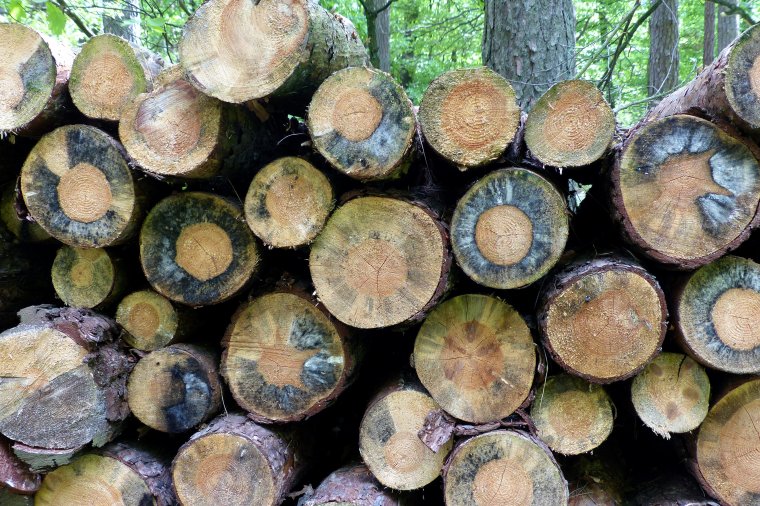 Według Lasów Państwowych zarzuty NIK nie mają podstaw 