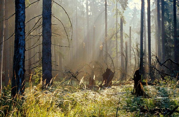 Puszcza Białowieska