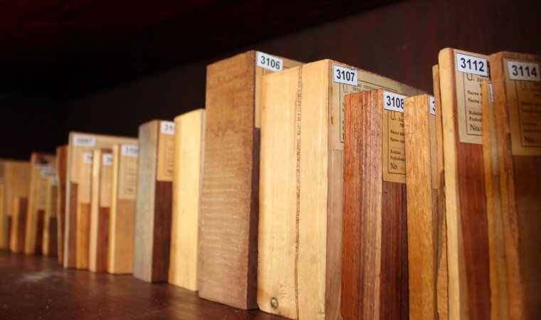 Ksyloteka to „biblioteka drewna”, podobieństwo próbek drewna do książek na regale – bezsprzeczne