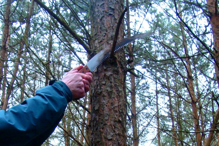Podkrzesywanie drzew zastępuje naturalne oczyszczanie się pni z gałęzi, przyspiesza zarastanie sęków, przez co pozwala poprawić jakość przyszłego surowca