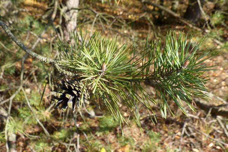 Karuzela w Lasach trwa