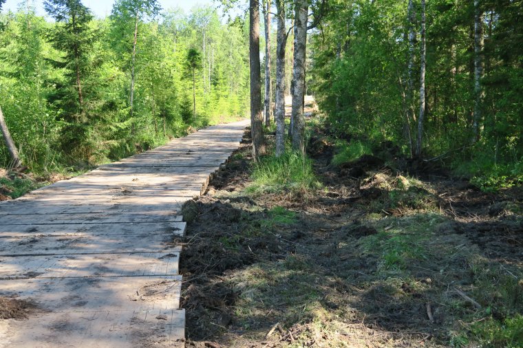 Koszt budowy 1 km odcinka drewnianej drogi to ok. 150 tys. euro. 