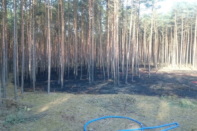 Tragiczny pożar lasu