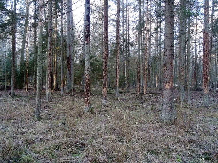 Lasy Państwowe pozostawią większy obszar Puszczy Białowieskiej bez ingerencji człowieka