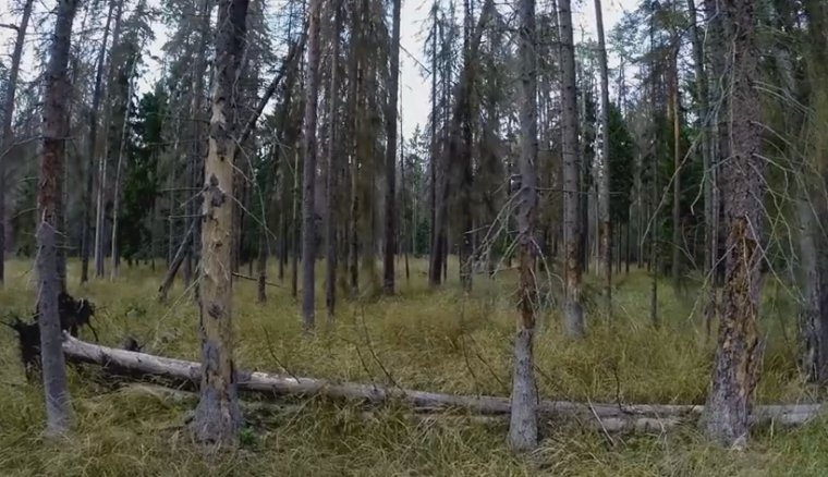 Świerki w Puszczy Białowieskiej zasiedlone przez kornika