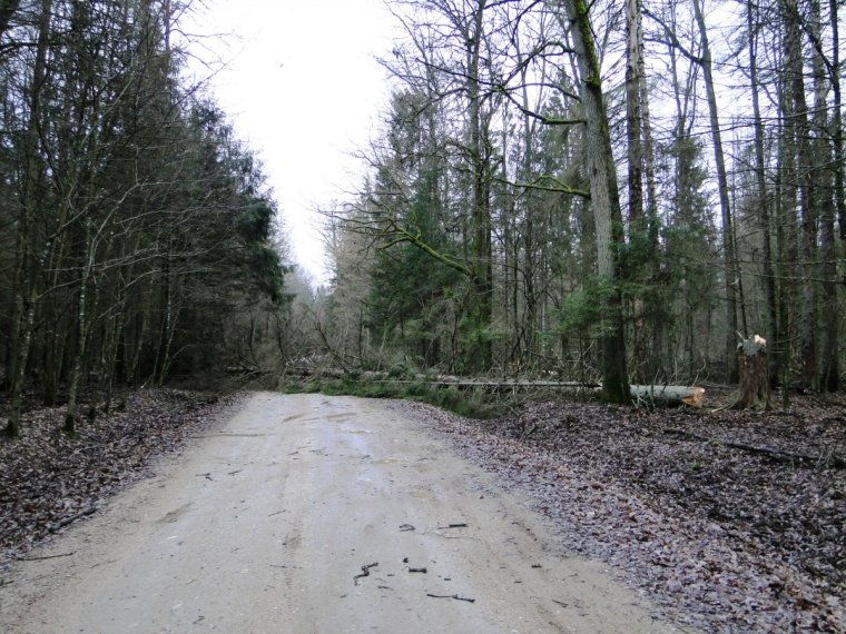 Droga Narewkowska Narewka-Bialowieza