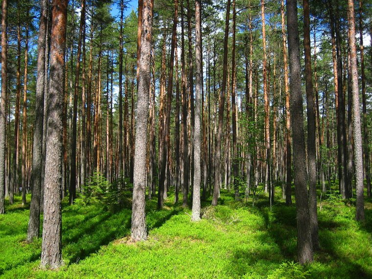 Lasy państwowe w Finlandii stanowią 25% terenów leśnych