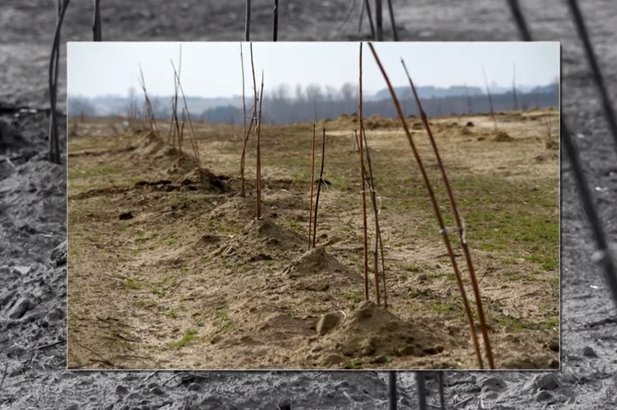 Roczne drzewka paulowni Shan Tong na plantacji w Pturku