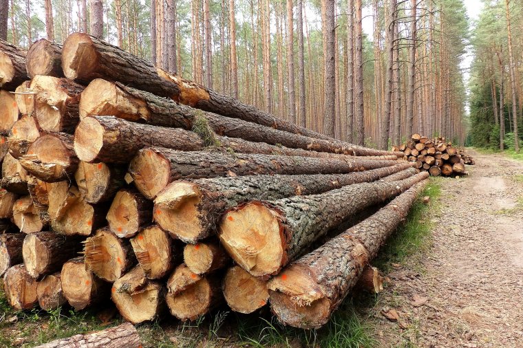 Polska jest drugim, największym dostawcą surowca drzewnego do Niemiec