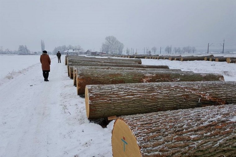 26. Aukcja Cennego Drewna Dębowego w Krotoszynie
