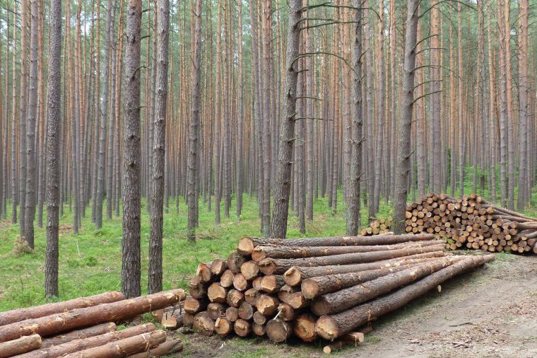 Hodowla lasu: Trzebież nie musi być konieczna