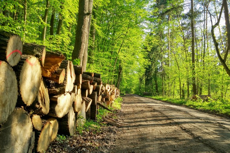 Międzynarodowy Dzień Lasu