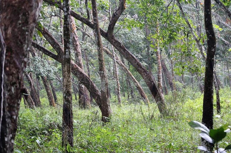 Nieużytkowana plantacja kauczukowca na Sumatrze