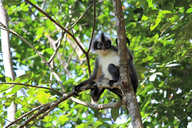 Langur posiwiały (Presbytis thomasi) na drzewie kauczukowca
