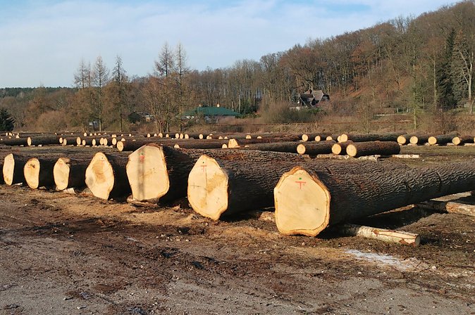 Rekordowe ceny podczas szczecińskiej submisji surowca drzewnego
