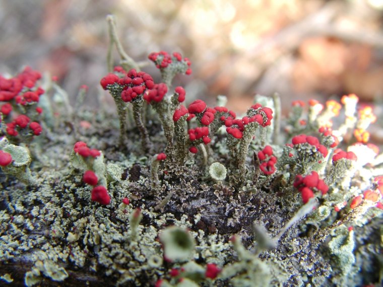 Tajemniczy świat porostów – wystawa fotografii Piotra Grochowskiego (na zdjęciu Cladonia floerkeana)