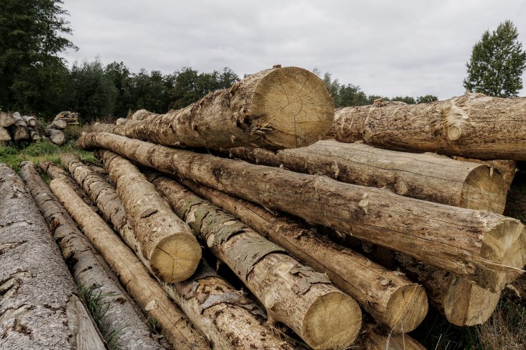 Zakończył się pierwszy etap sprzedaży drewna z Lasów Państwowych na 2019r.