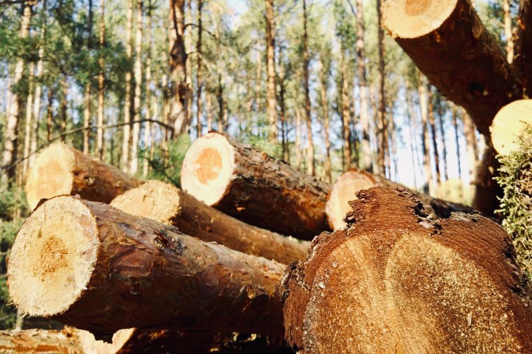 Szok po wynikach sprzedaży drewna w procedurze otwartej
