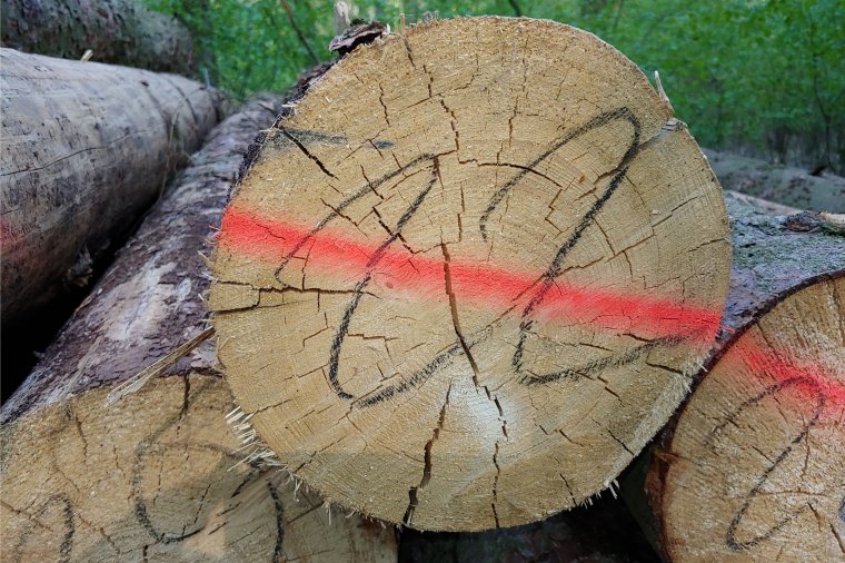 Od 2020r. obowiązywać będą nowe warunki techniczne na surowiec drzewny
