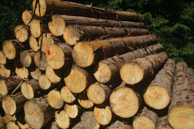 Lasy Państwowe zmieniają zdanie - ceny drewna się nie zmienią