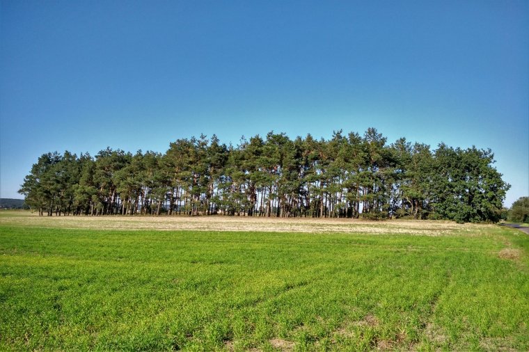 NIK skontrolował nadzór nad lasami nie będącymi własnością Skarbu Państwa