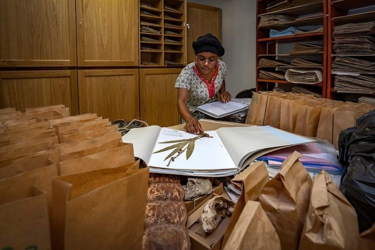 Park Gorongosa - herbaria