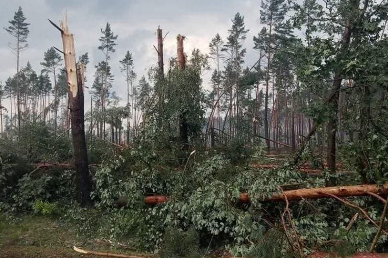 Wiatrołomy w Borach Tucholskich