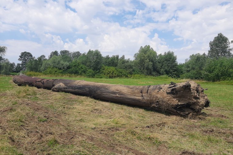 Interwencja Wód Polskich powstrzymała kradzież czarnego dębu