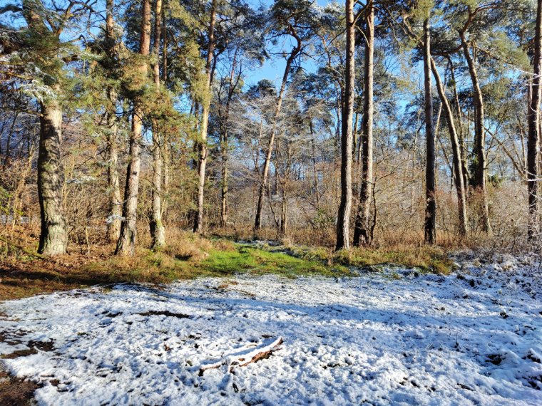 Lasy Państwowe: Zwrot w sprawie certyfikacji FSC