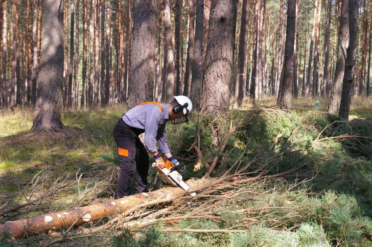 Przedsiębiorcy poszkodowani wskutek "moratorium na pozyskanie drewna" bez wsparcia