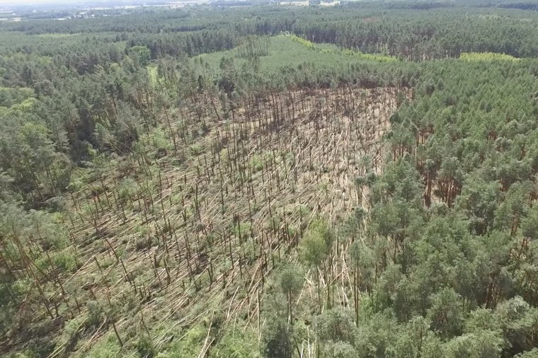 Wiatrołomy po przejściu trąby powietrznej w Nadleśnictwie Leżajsk