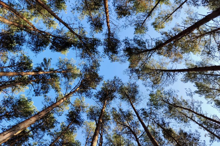 MKIŚ wydłużyło termin obowiązywania „moratorium” na pozyskanie drewna
