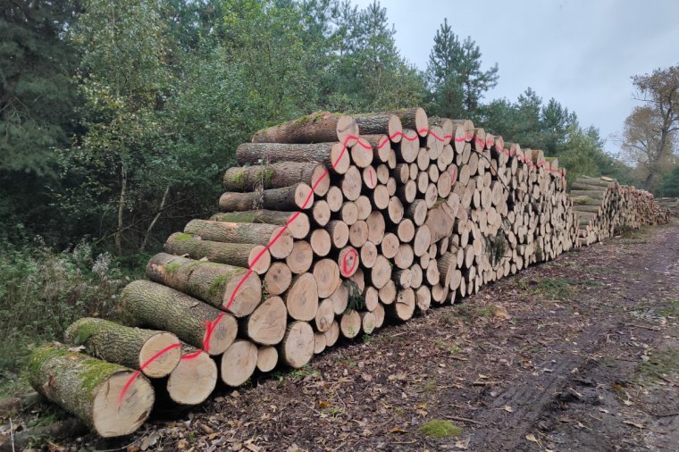 Lasy Państwowe zmieniają Warunki Techniczne na surowiec drzewny