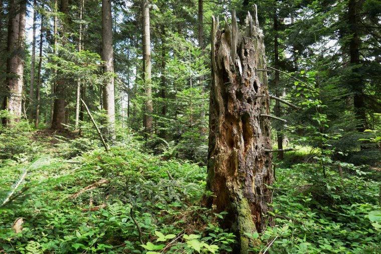 Polecenie minister klimatu i środowiska wyłącza z gospodarki leśnej 2% polskich lasów