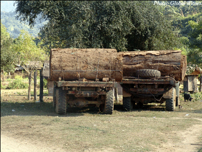 Często tak wygląda nielegalny<br>transport drewna<br>fot. Global Witness