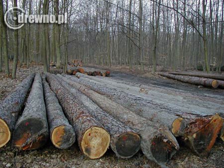 Dłużyce modrzewia czekają<br>na klienta