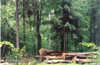 <small><FONT color=gray>&copy;WWF Polska/Janusz Korbel</font></small>  