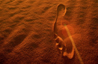 <b><small><center> <font color=darkred> &copy; WWF-Canon<br>Martin HARVEY</b></small><center></font>  