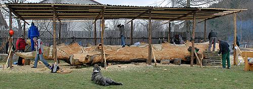 Rzeźba powstaje z drewna 400-letniej topoli