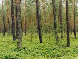 <font color=darkcyan>(PAP)  Bór sosnowy <br>w Nadleśnictwie Bolesławiec  </font> 