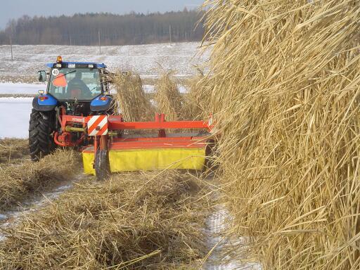 Do zbioru Miskantusa można<br>stosować sprzęt do zbioru<br>zielonek, ale trzeba mieć na<br>uwadze szybsze zużycie<br>elementów tnących.