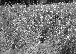 <center>Miskant cukrowy</center>