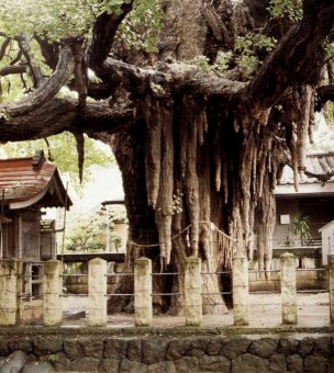 <center>1200-letni miłorząb<br>w Sendai (Japonia)</center>