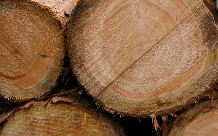 Nowe zasady sprzedaży drewna z Lasów Państwowych