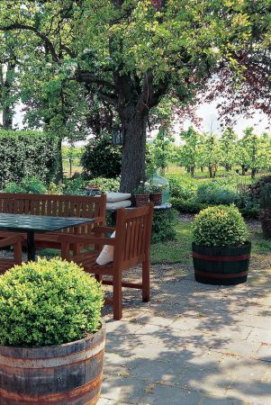 Drewnochron Lakierobejca<br>żelowa - Sapella<br>fot. SigmaKalon